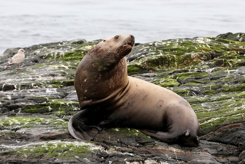 Prince Rupert Adventure Tours – Whale watching adventure tours eco