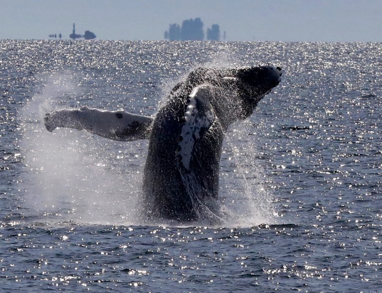 Prince Rupert Adventure Tours – Whale watching adventure tours eco