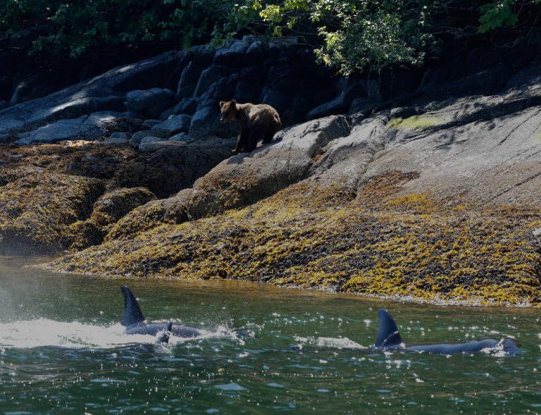 Prince Rupert Adventure Tours – Whale watching adventure tours eco