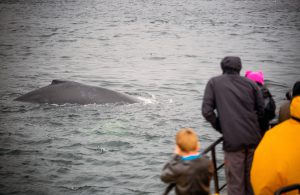 Whale Watching Tour – Prince Rupert Adventure Tours